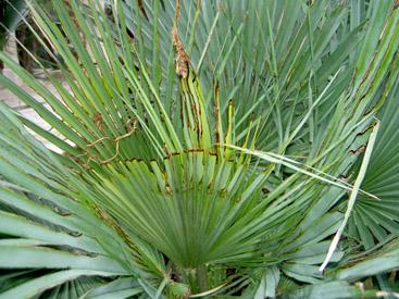 Da&ntilde;os en hojas (perforaciones y rotures)