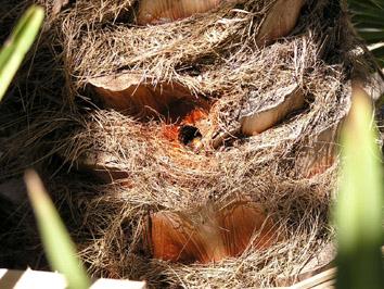 Da&ntilde;os en el tronco