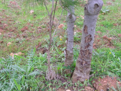 Da&ntilde;os bi&oacute;ticos - Ataques de conejo a repoblaciones.