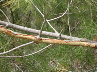 Da&ntilde;os bi&oacute;ticos - Rama pelada por una cabra.