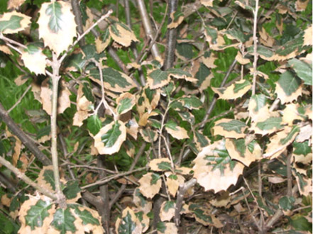 Da&ntilde;os abi&oacute;ticos - Hojas de encinas secas por el viento.