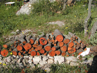 Gran capricornio - Le&ntilde;a con galer&iacute;as del Gran capricornio.